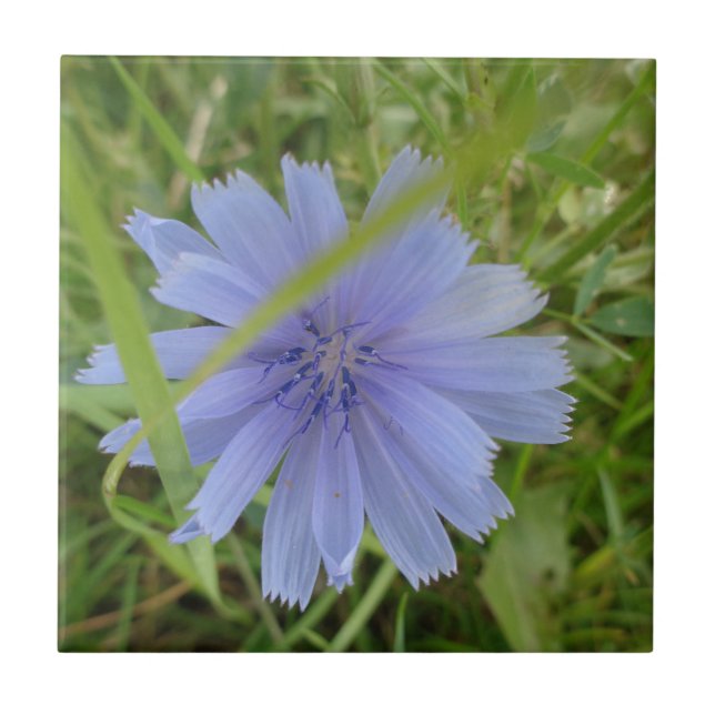 Carreau Fleur florale Chicory bleu violet (Devant)
