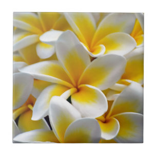 Carreau Fleur Frangipani Plumeria