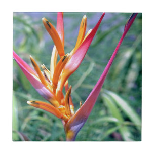 Carreau Fleur Heliconia améliorée