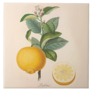 Carreau Fleur orange et fruit de tuile en céramique