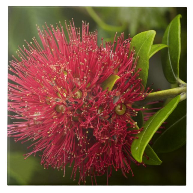 Carreau Fleur Pohutukawa, Dunedin (Devant)