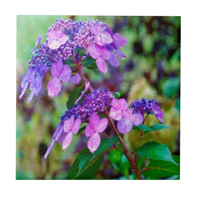 Carreau Fleur pourpre Twist et Shout Hydrangea (Devant)