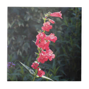 Carreau Fleur rose ensoleillée de Penstemon