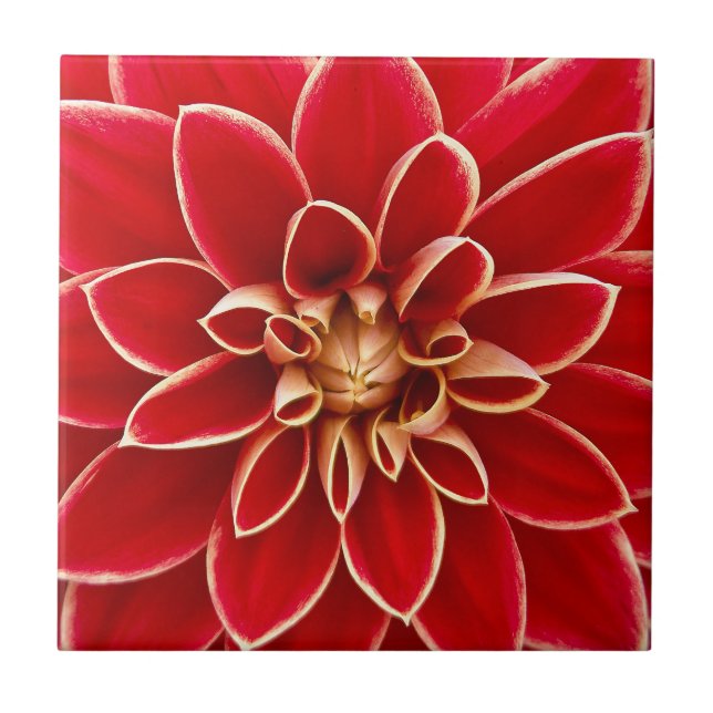 Carreau Fleur Rouge clair Dahlia (Devant)