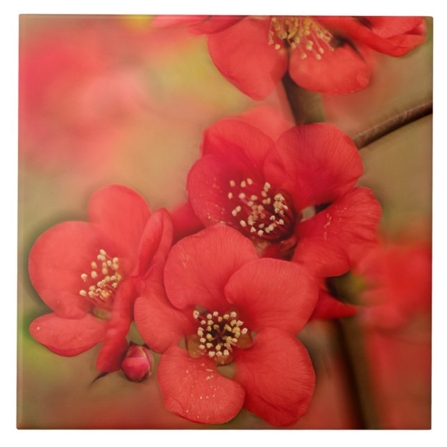 Carreau Fleur rouge de coing (Devant)