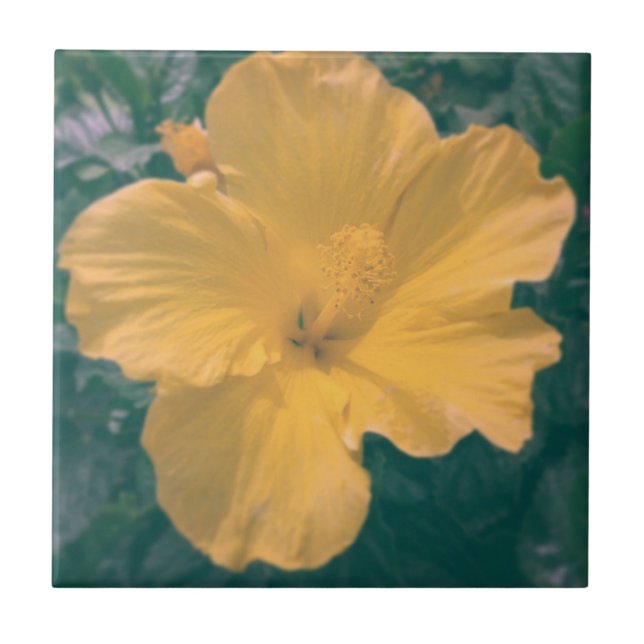 Carreau Fleur tropicale (Devant)