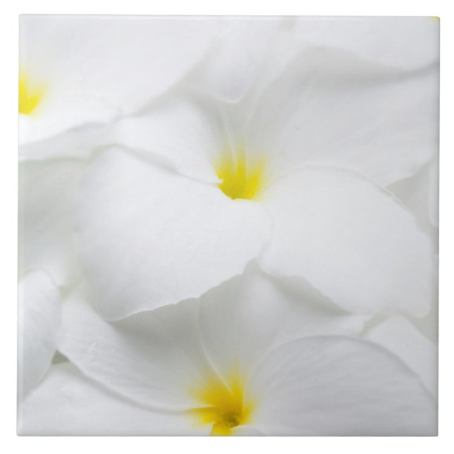Carreau Fleur tropicale hawaïenne de Frangipani blanc de (Devant)