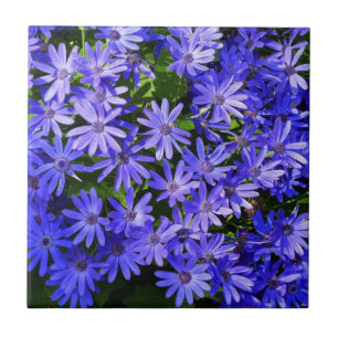 Carreau Fleurs bleues à la marguerite Nature Photographie