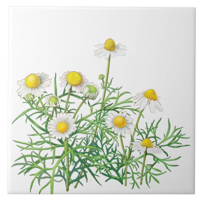 Carreau Fleurs Chamomiles Vintages mignonnes (Devant)
