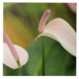 Carreau Fleurs d'anthurium rose Kauai Hawaii