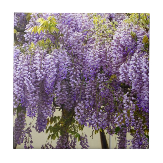 Carreau Fleurs de bisteria violet (Devant)