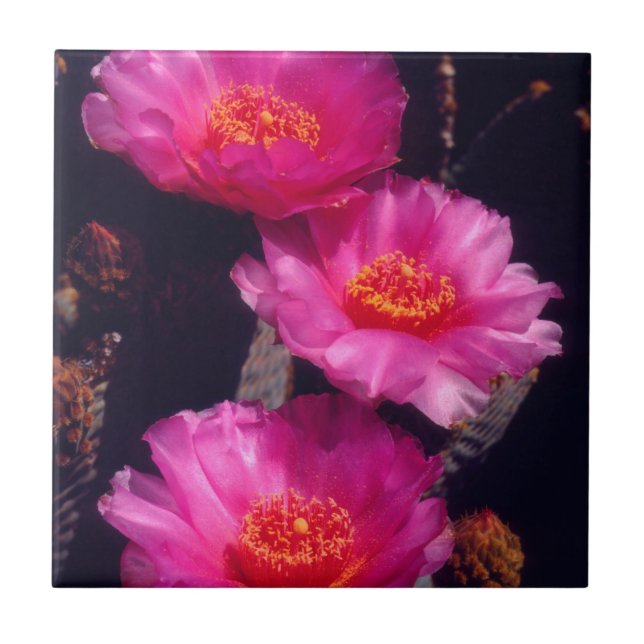 Carreau Fleurs de Cactus Beavertail 2 (Devant)