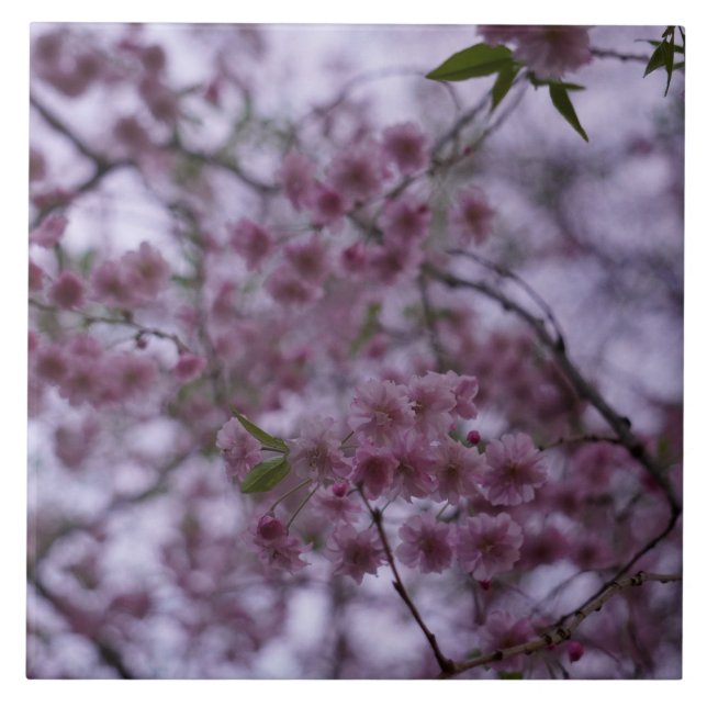 Carreau Fleurs de cerise dans la brise effet 3D tuile 6x6" (Devant)