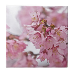 Carreau Fleurs de cerisier Sakura rose pâle