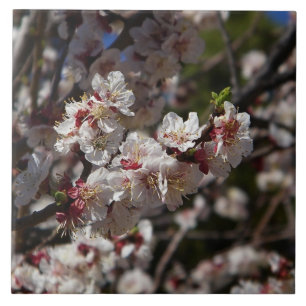 Carreau Fleurs de cerisiers