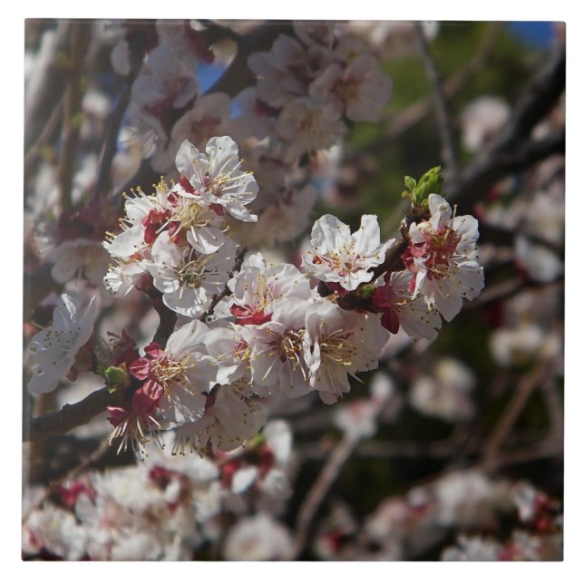Carreau Fleurs de cerisiers (Devant)