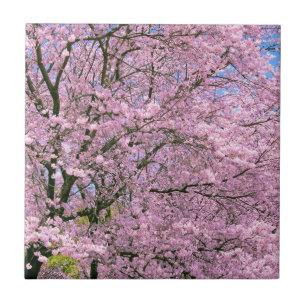 Carreau Fleurs de cerisiers en fleurs