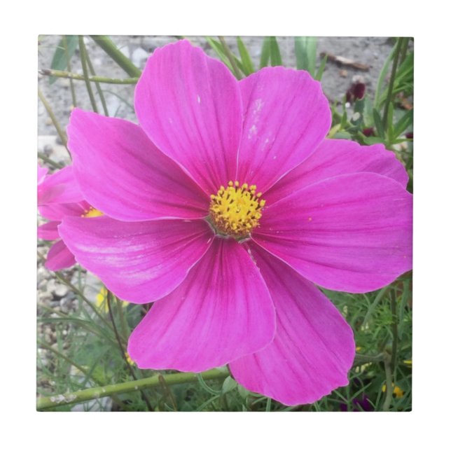 Carreau Fleurs de cosmos en fleurs (Devant)