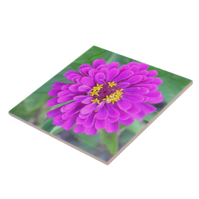 CARREAU FLEURS DE COULEUR FUCHSIA (Côté)