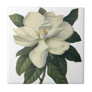 Carreau Fleurs de fleurs vintages de Magnolia Blanche en f
