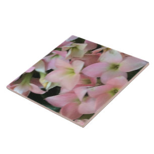 Carreau Fleurs de Kalanchoe