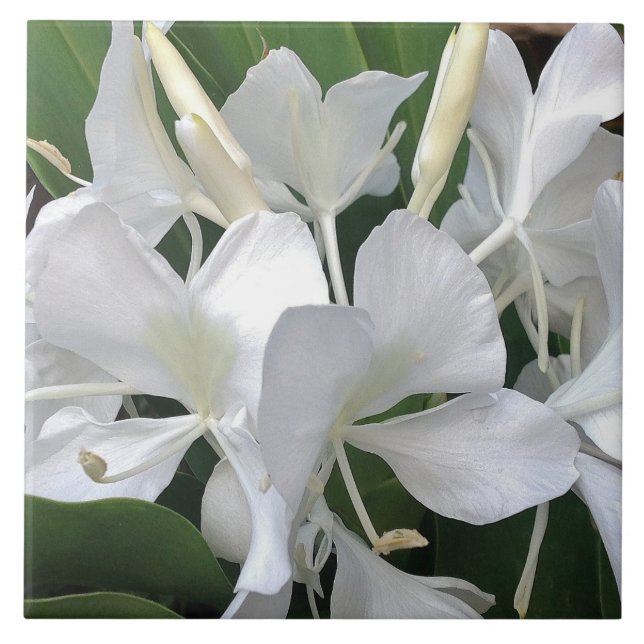 Carreau Fleurs de lis de gingembre (Devant)