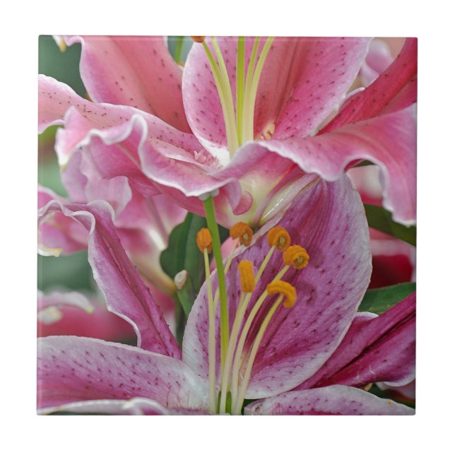Carreau Fleurs de lys tropicaux roses (Devant)