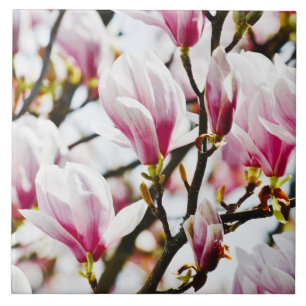 Carreau Fleurs de Magnolia Floral Botanical Blossom Chic C