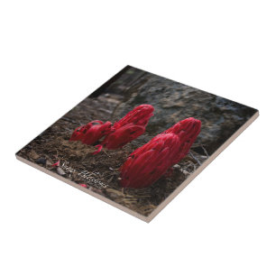 Carreau Fleurs de neige