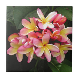 Carreau Fleurs de plumeria rose, jaune et rouge