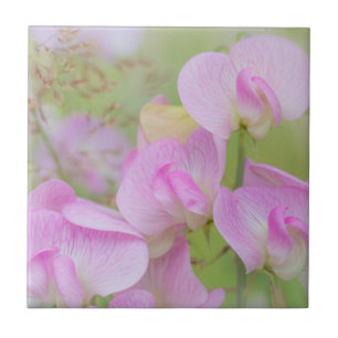 Carreau Fleurs de pois de senteur Seabeck, WA