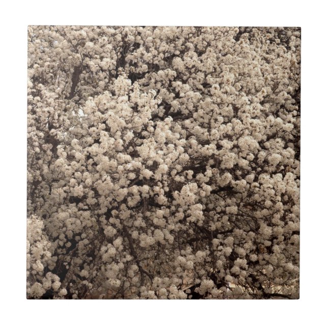 Carreau Fleurs de printemps à la poire blanche Bradford (Devant)