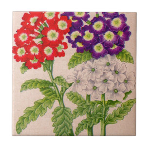 Carreau fleurs de verbena en rouge et violet