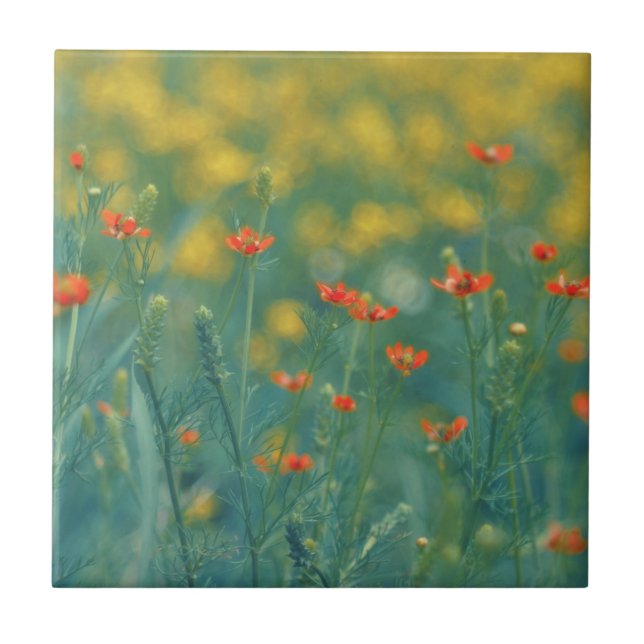 Carreau Fleurs d'été (champ floral) (Fleurs rouges) (Devant)
