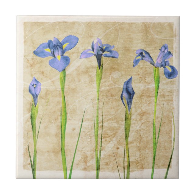Carreau Fleurs d'Iris bleu violet Brown Arrière - plan flo (Devant)