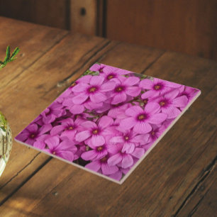 Carreau Fleurs d'Oxalis roses