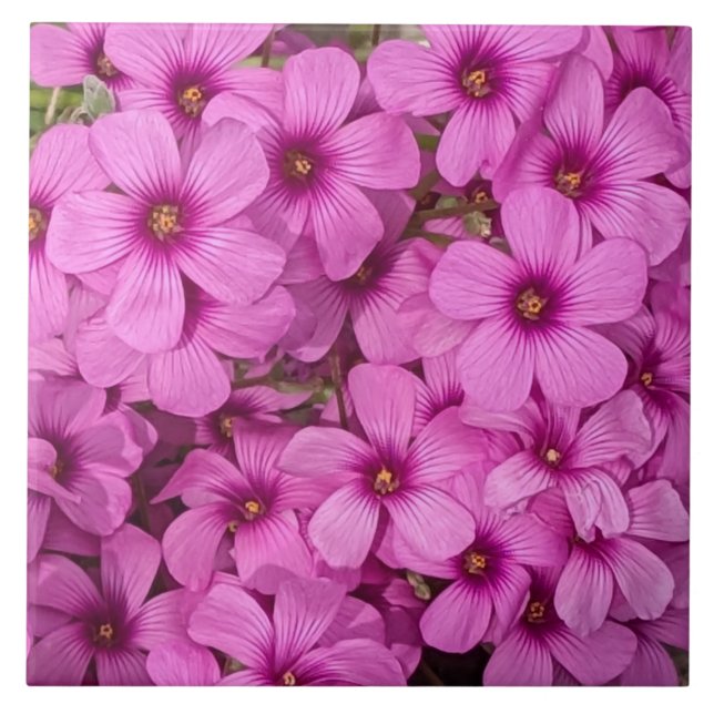 Carreau Fleurs d'Oxalis roses (Devant)