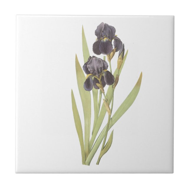 Carreau Fleurs Iris Violettes (Devant)