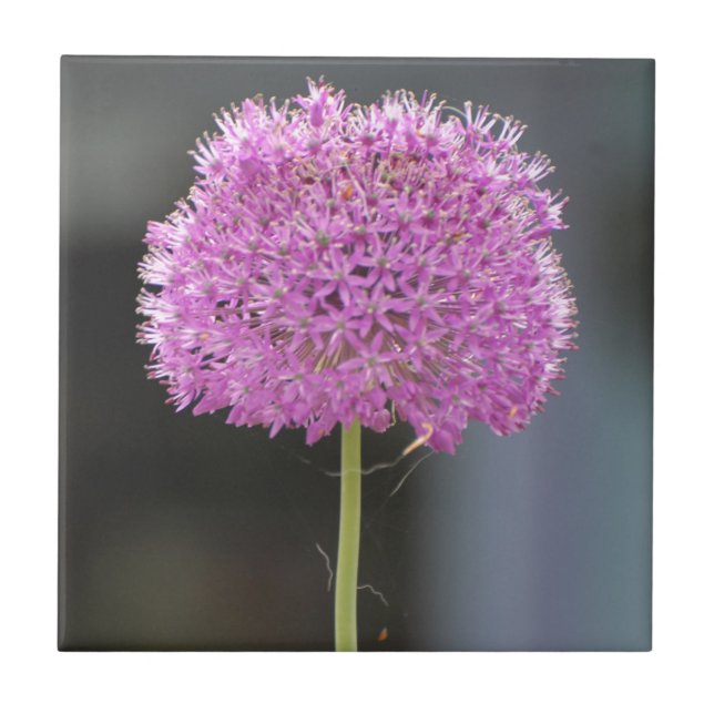 Carreau Fleurs pour tous (Devant)