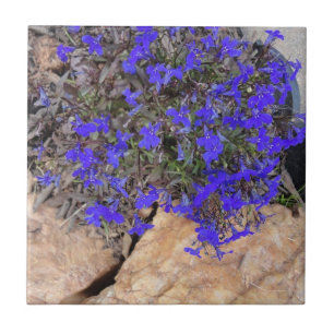 Carreau Fleurs pourpres parmi la tuile de roches