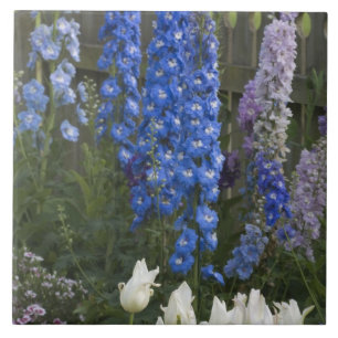 Carreau Fleurs printanières le long d'un chemin de jardin,