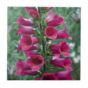 Carreau Fleurs roses de renard