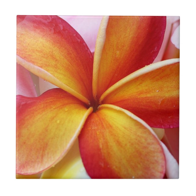Carreau Fleurs rouges jaunes d'Hawaï de Frangipani de (Devant)