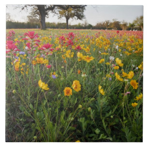 Carreau Fleurs sauvages au bord de la route au Texas, prin
