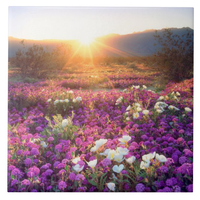 Carreau Fleurs sauvages au coucher du soleil | Anza-Borreg (Devant)