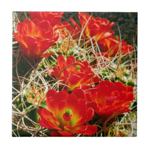 Carreau Fleurs sauvages de cactus Coupe Claret