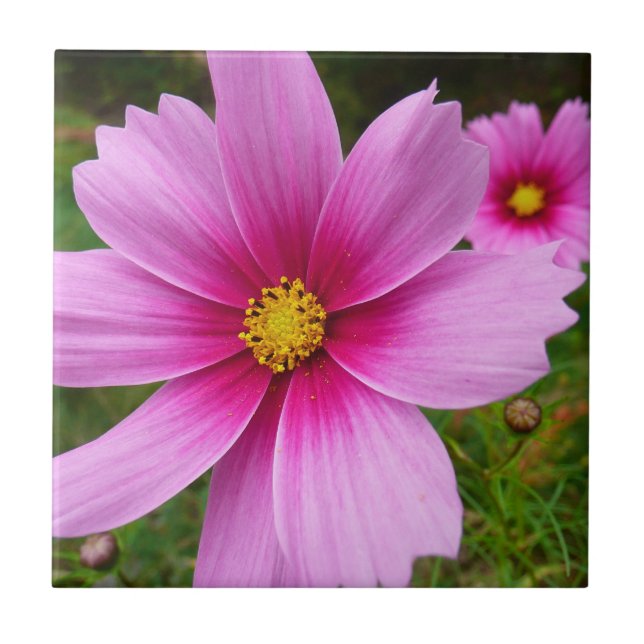 Carreau Fleurs sauvages de cosmos rose (Devant)