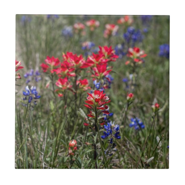 Carreau Fleurs sauvages de pinceau indien et de Bluebonnet (Devant)