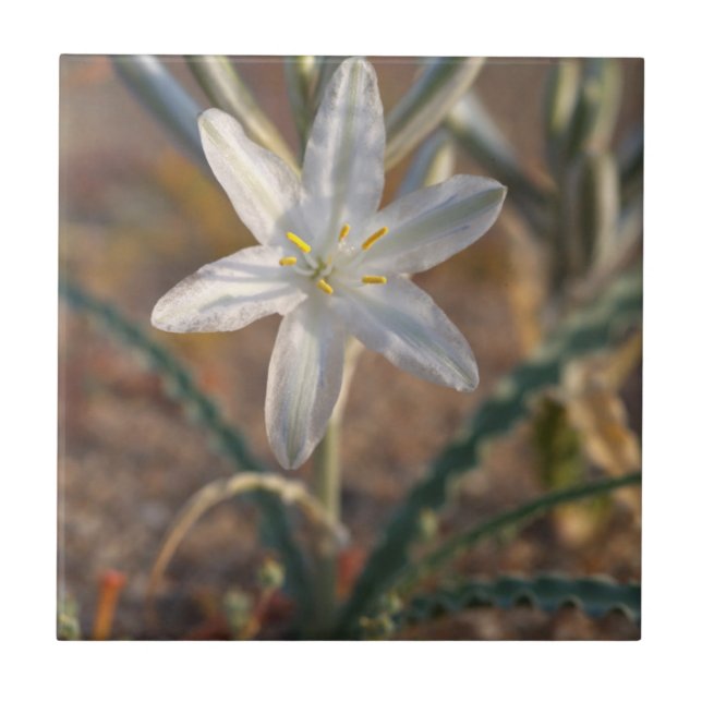 Carreau Fleurs sauvages du désert Lily (Devant)