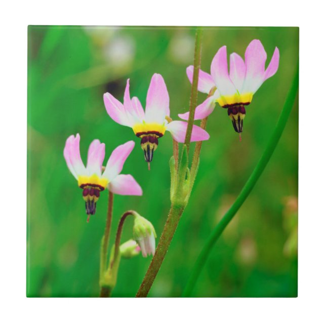 Carreau Fleurs sauvages Shooting Star dans le parc Mission (Devant)